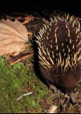 echidna